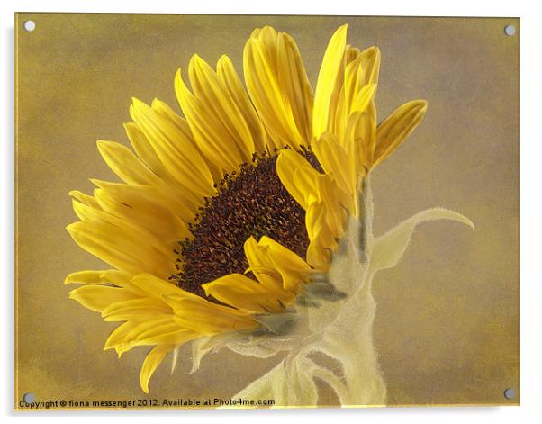 Sunflower Acrylic by Fiona Messenger