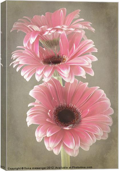Three Pink Gerberas Canvas Print by Fiona Messenger