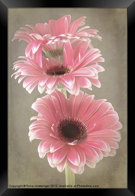 Three Pink Gerberas Framed Print by Fiona Messenger