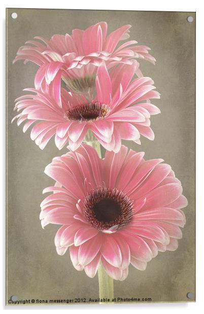 Three Pink Gerberas Acrylic by Fiona Messenger