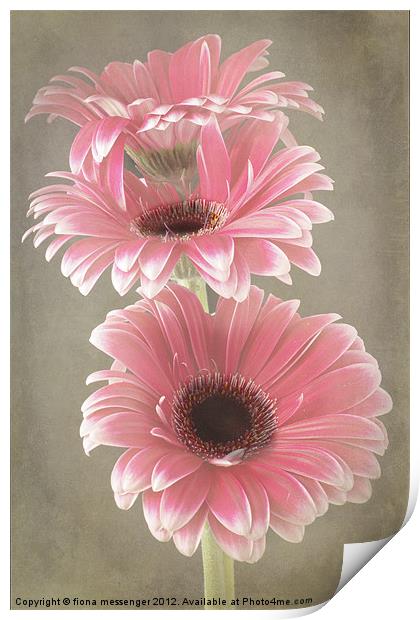 Three Pink Gerberas Print by Fiona Messenger