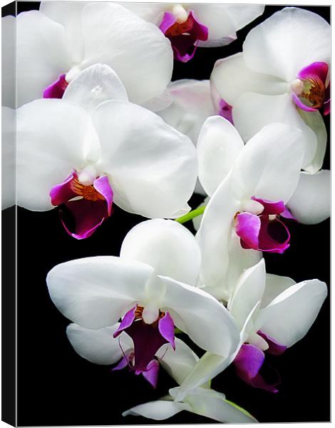 Spray of Orchids Canvas Print by Mary Lane