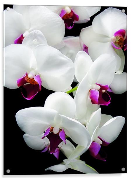 Spray of Orchids Acrylic by Mary Lane