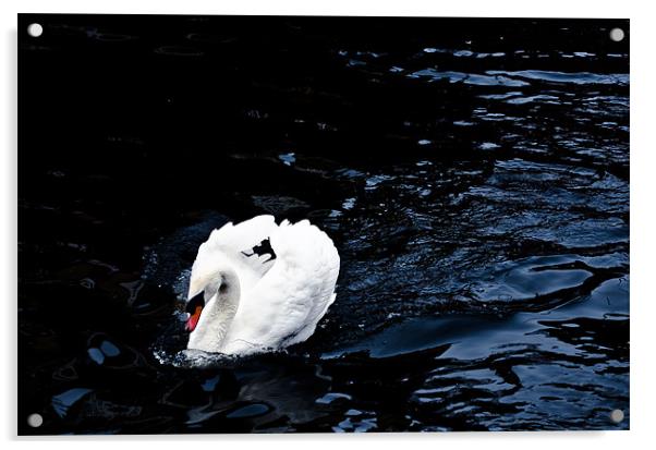 Swan Acrylic by Edgars Rimeikis