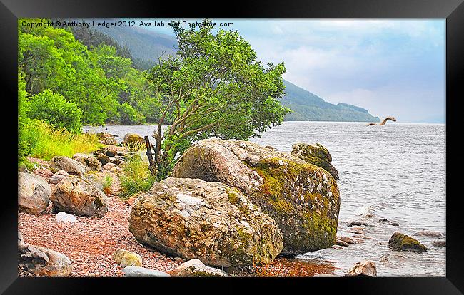 On the shore of Loch Ness and monster. Framed Print by Anthony Hedger