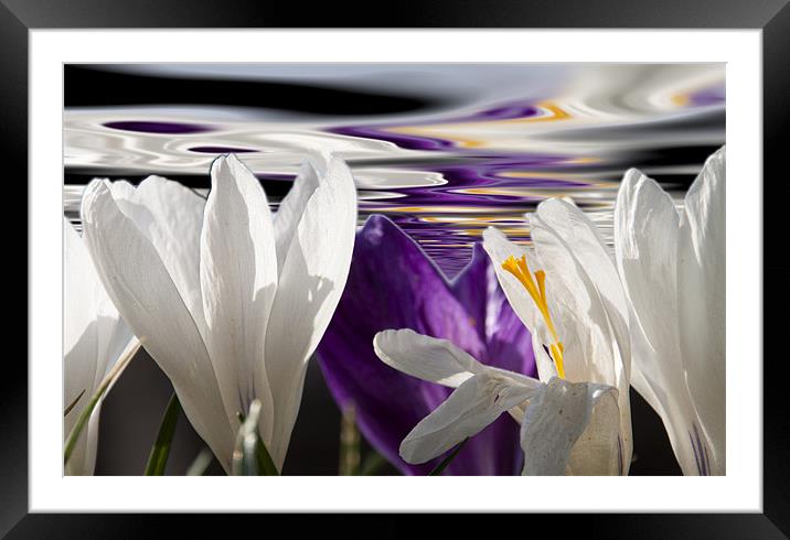 Spring Crocus Framed Mounted Print by David French