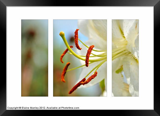 Day Lily flower in Triptych Framed Print by Elaine Manley