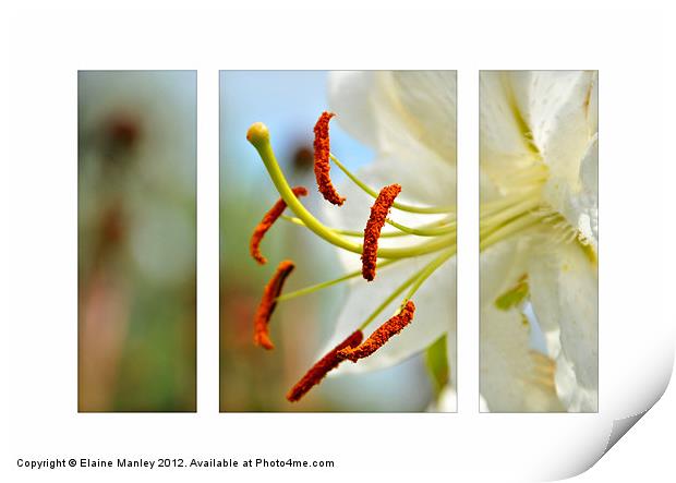 Day Lily flower in Triptych Print by Elaine Manley