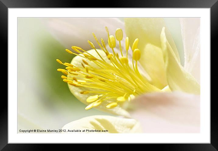 Flower  Closeup Framed Mounted Print by Elaine Manley