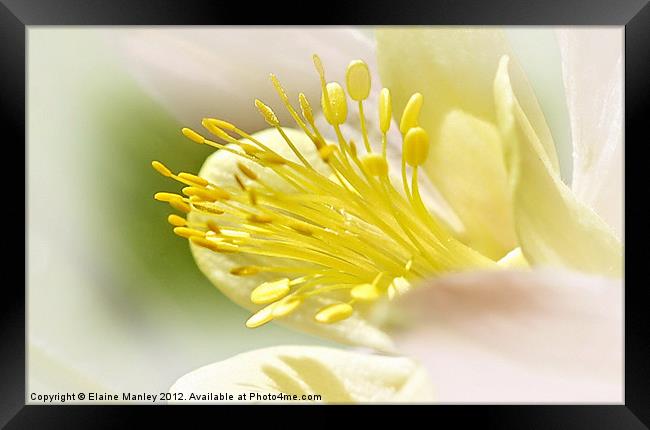 Flower  Closeup Framed Print by Elaine Manley
