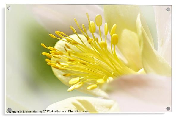 Flower  Closeup Acrylic by Elaine Manley