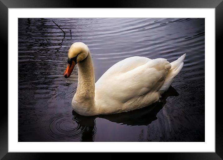 Swan on the River Wye Framed Mounted Print by Alan Matkin
