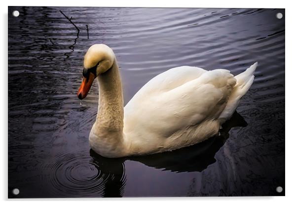 Swan on the River Wye Acrylic by Alan Matkin