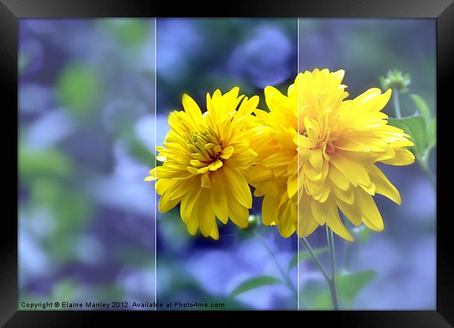 Tall Yellow Wild flowers Framed Print by Elaine Manley