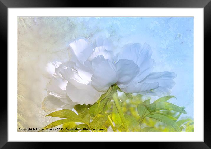 White Peoni Framed Mounted Print by Elaine Manley