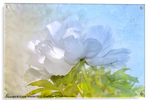 White Peoni Acrylic by Elaine Manley