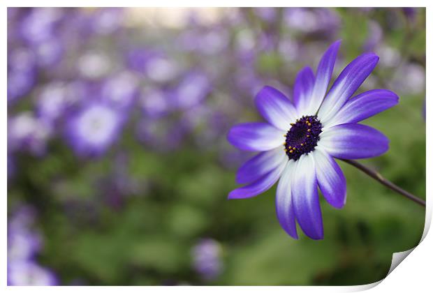 Blue flower cineraria Print by Charlotte Anderson