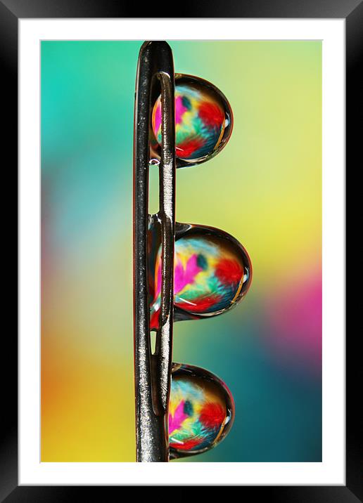 Needle with Tropical Droplets Framed Mounted Print by Sharon Johnstone