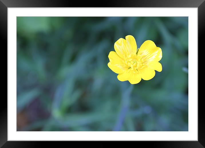 Bright buttercup Framed Mounted Print by Charlotte Anderson