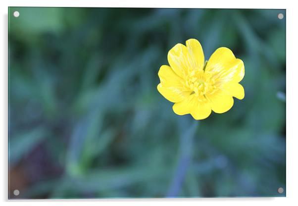 Bright buttercup Acrylic by Charlotte Anderson