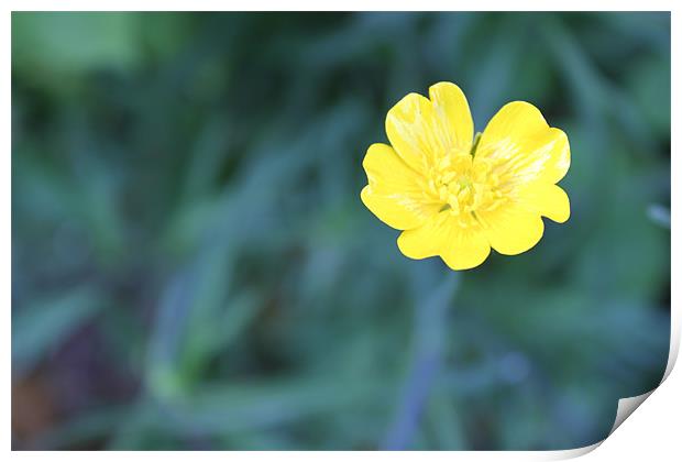 Bright buttercup Print by Charlotte Anderson