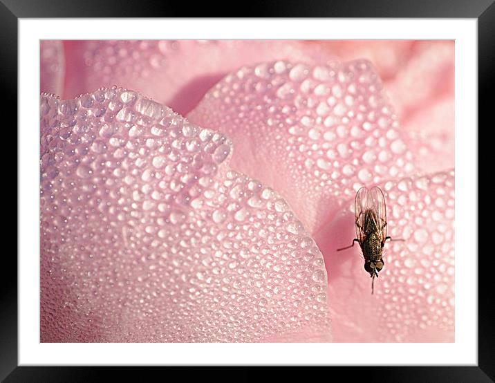 Drinking the rose water Framed Mounted Print by Simon Wilson