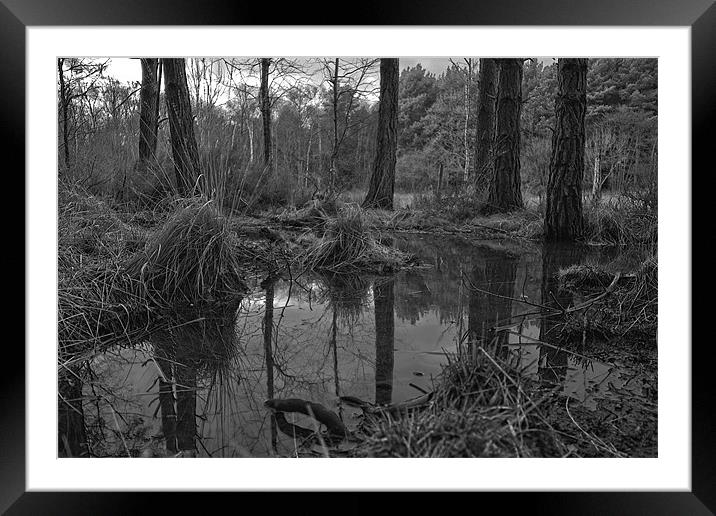 Horseford Forest Framed Mounted Print by Kyle Shadlock
