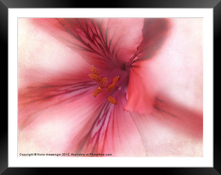 Red Royal Pelargonium Framed Mounted Print by Fiona Messenger
