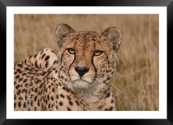 Cheetah Framed Mounted Print by Val Saxby LRPS