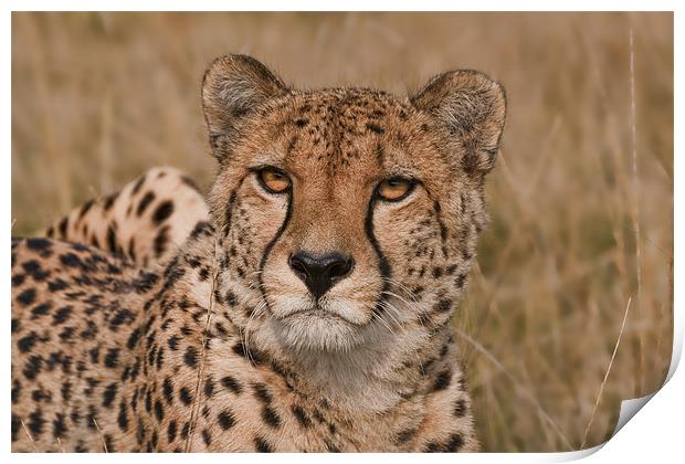 Cheetah Print by Val Saxby LRPS