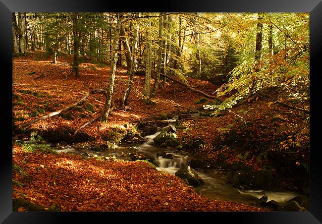 A golden moment Framed Print by jane dickie