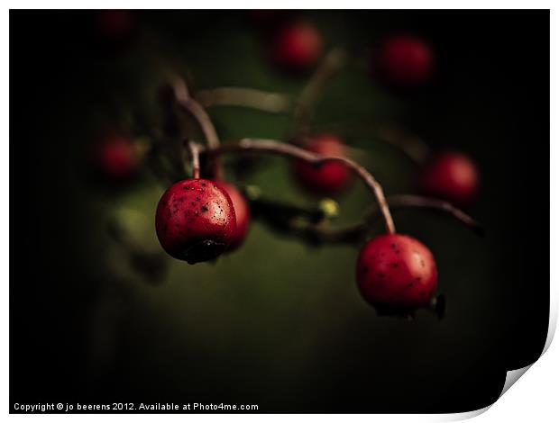 red berries Print by Jo Beerens