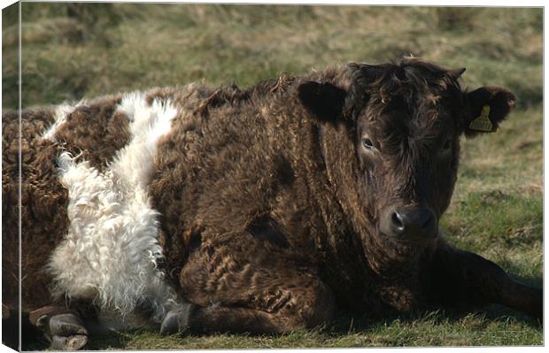 Galloway Shetland cross cow Canvas Print by Chris Day