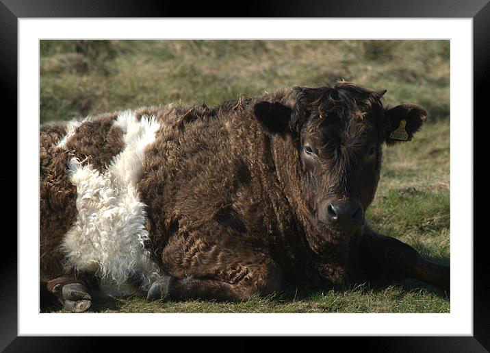 Galloway Shetland cross cow Framed Mounted Print by Chris Day