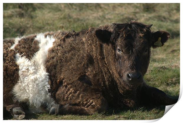 Galloway Shetland cross cow Print by Chris Day