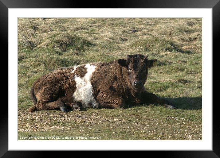 Galloway Shetland cross cow Framed Mounted Print by Chris Day