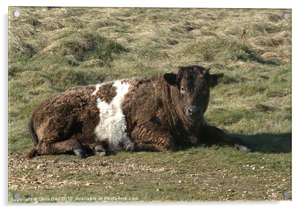 Galloway Shetland cross cow Acrylic by Chris Day