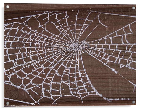 Frozen Web Acrylic by andrew hall