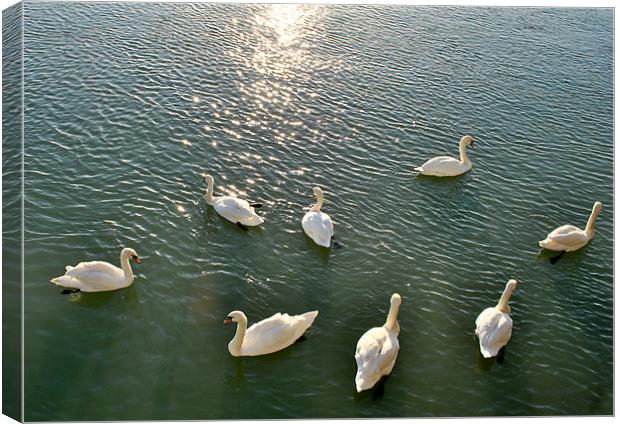 Swans at Littlehampton Canvas Print by graham young