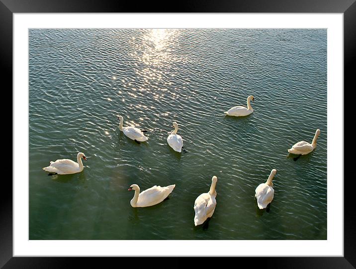 Swans at Littlehampton Framed Mounted Print by graham young