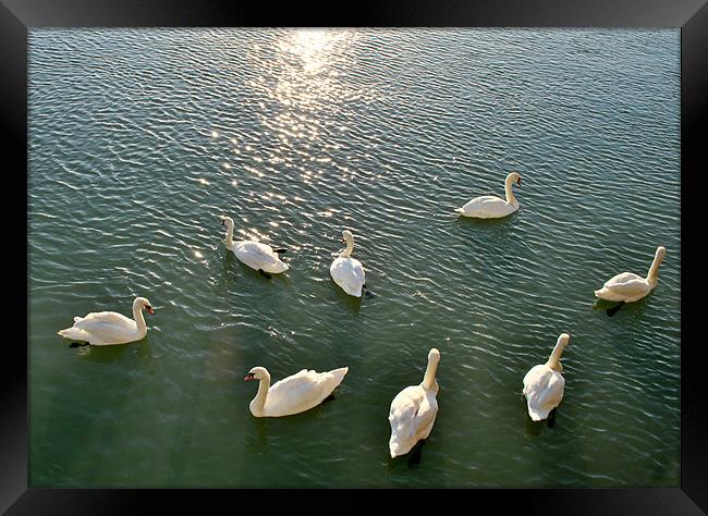 Swans at Littlehampton Framed Print by graham young