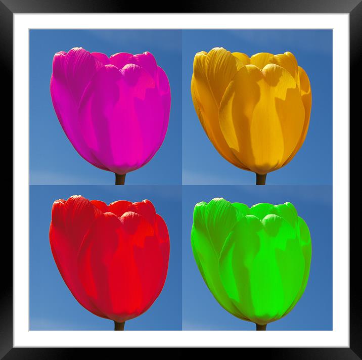 Tulip Four Colour Framed Mounted Print by andrew hall