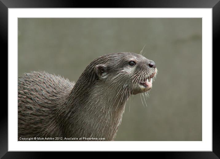 Otter Framed Mounted Print by Mark Ashton