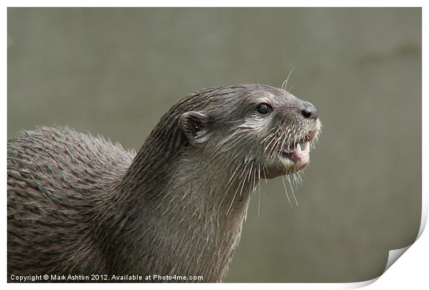 Otter Print by Mark Ashton
