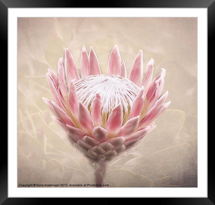 Pretty in Pink Framed Mounted Print by Fiona Messenger