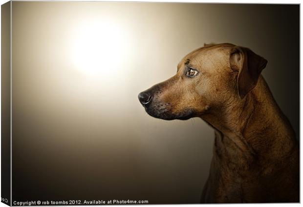 EARLY MORNING RIDGEBACK Canvas Print by Rob Toombs