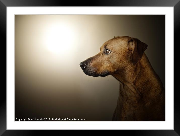 EARLY MORNING RIDGEBACK Framed Mounted Print by Rob Toombs