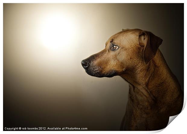 EARLY MORNING RIDGEBACK Print by Rob Toombs