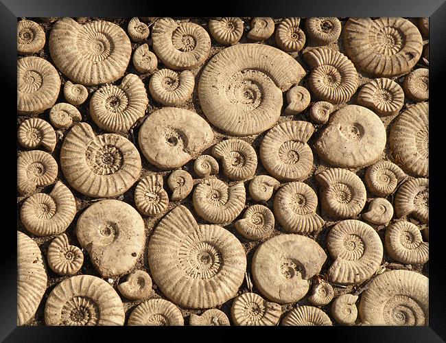 Ammonite Fossils Framed Print by Edward Denyer