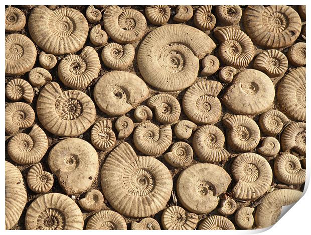 Ammonite Fossils Print by Edward Denyer